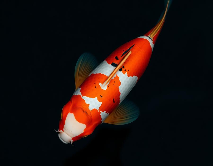 Koi fish swimming